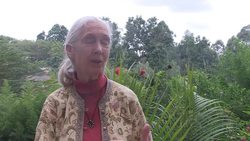 CLEAN : Great apes face extinction says conservationist Jane Goodall News Clip