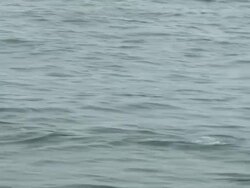 Dolphins Stock Footage