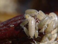 CU Shot of Numerous sand fleas massing and feeding on tip of washed up kelp plant / Namaqualand, Northern Cape, South Africa Stock Footage