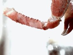 SLO MO ECU View of tossed crab legs in air and lemons in  background / Los Angeles,CA,USA Stock Footage