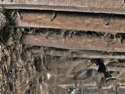 MS SLO MO Shot of barn swallow landing on nest with feeding chicks / Vieux Pont en Auge, Normandy, France Stock Footage