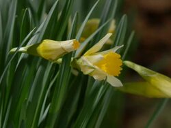 T/L Daffodils (Narcissus sp.) opening, mid shot take 2, United Kingdom Stock Footage