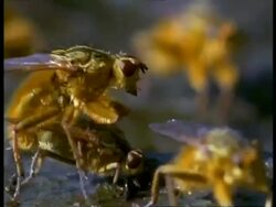 CU 2 Yellow Dungflies (Scatophaga stercoraria) mating on cowpat, England Stock Footage