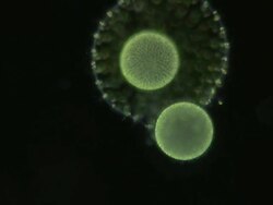 Volvox colony releasing daughter colony into surrounding watercomposed of hundreds of green algae cells each with 2 whip like flagellae and a red eye spot. Stock Footage