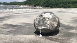 CLEAN : Hong Kong cleans up greasy beaches after palm oil spill News Clip