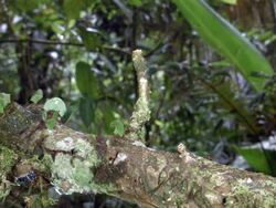 Leaf cutter ants (Atta sp.) walking along a branch above a rainforest stream in the Ecuadorian Amazon. Stock Footage