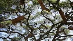 Traditional beekeeping in trees. Stock Footage