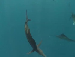 MS TS Sailfish schooling to hunt bait ball / Playa del Carmen, Isla Mujeres, Mexico Stock Footage