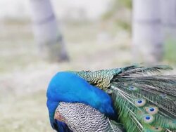 Peacock feathers beautiful bird. Stock Footage