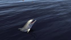 Dolphins may learn how to use tools from friends Instructional Video