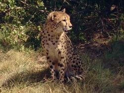 MS SLO MO Shot of Cheetah sitting, Pilanesberg Game Reserve / North West Province, South Africa Stock Footage