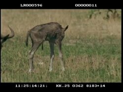 MS Newborn Wildebeest (Connaechetes taurinus) calf moving amidst adult Wildebeest, still unsteady on legs Stock Footage