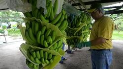 VOICED : 2016, un ano complicado para el banano de Ecuador News Clip