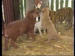 Thailand - Predator experiment News Clip