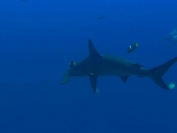 Hammerhead being cleaned, Costa Rica, Pacific Ocean  Stock Footage