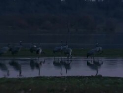 European Cranes (Grus grus) standing in water, drinking and feeding, medium shot, pull out, Dehesa, Extremadura, Spain Stock Footage