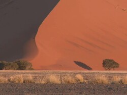Trees at base of sand dune, Sossusvlei, Namib-Naukluft, Namibia Stock Footage