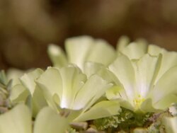 MS ZO Shot of Yellow desert primroses / Namaqualand, Northern Cape, South Africa Stock Footage