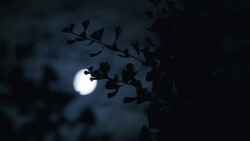 Full Moon and Clouds Stock Footage