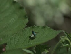 High speed Fly taking off from leaf Stock Footage