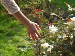 MS POV SLO MO Shot of White rose bushes pass woman hand brushes over them reveal beautiful brunette in summer dress playfull walking and smiling through in garden / Portland, Oregon, United States  Stock Footage
