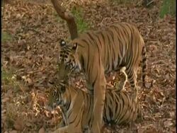 Royal Bengal tiger (Panthera tigris tigris) pair mating, Bandhavgarh National Park, India Stock Footage