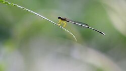 Dragonfly Stock Footage