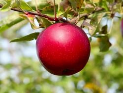 Picking apple Stock Footage