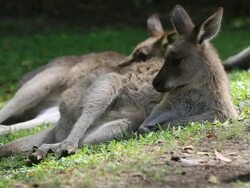 Video of Kangaroo on the grass Stock Footage
