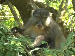 samango Monkey Stock Footage
