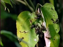 Beetle larvae eating Dipteryx leaf, time lapse, WA, Panama Stock Footage