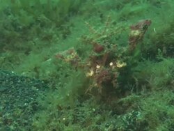 Spiny devilfish, camouflaged in algae, Indonesia  Stock Footage