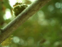 Conker falls on branch Stock Footage