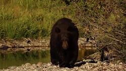MS/TS/SLOMO  shot of a male black bear (Ursus americanus) walking along a stream into the camera Stock Footage