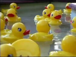 Yellow Rubber Duckies Floating by in Water 3 Stock Footage