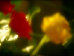 Roses HD1080, NTSC, PAL Stock Footage