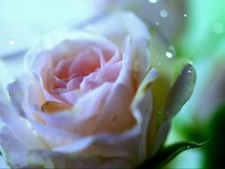 HD Super Slow-Mo: Drops Falling On A Rose Stock Footage