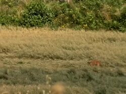 Roe Deer 03 Stock Footage