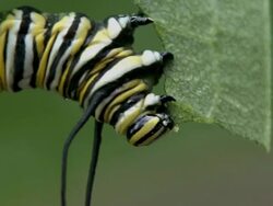 CU of feeding behavior of a monarch caterpillar Stock Footage