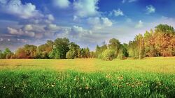 Summer landscape Stock Footage