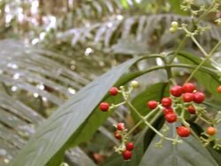 Pan to red berries growing on an understory shrub Stock Footage