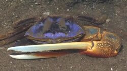 Fiddler crab Stock Footage