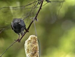 MS SLO MO Shot of Common Starling (sturnus vulgaris) Adult eating Food at Trough / Vieux Pont en Auge, Normandy, France  Stock Footage