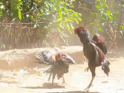 Cock fighting in nature Stock Footage