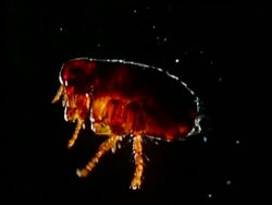 Whole rabbit flea, side view, black background Stock Footage