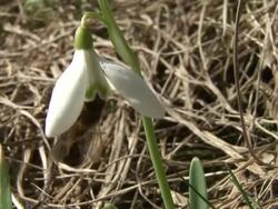 HD: Spring time Stock Footage