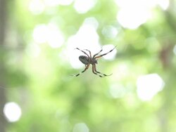 Spider 2 Stock Footage
