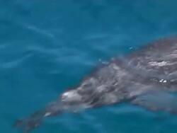 Dolphin bowriding, topside, Close up, CU, Fernando de Noronha, Brazil Stock Footage
