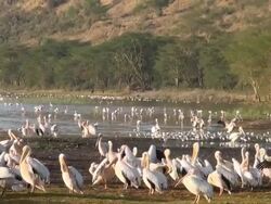 MS Swarm of pelicans on lake nakuru with cliffs in early morning light AUDIO / Nakuru, Rift Valley, Kenya Stock Footage