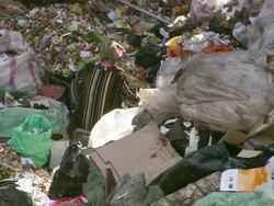 MS View of woman sorting recyclable materials / Cairo, Egypt Stock Footage